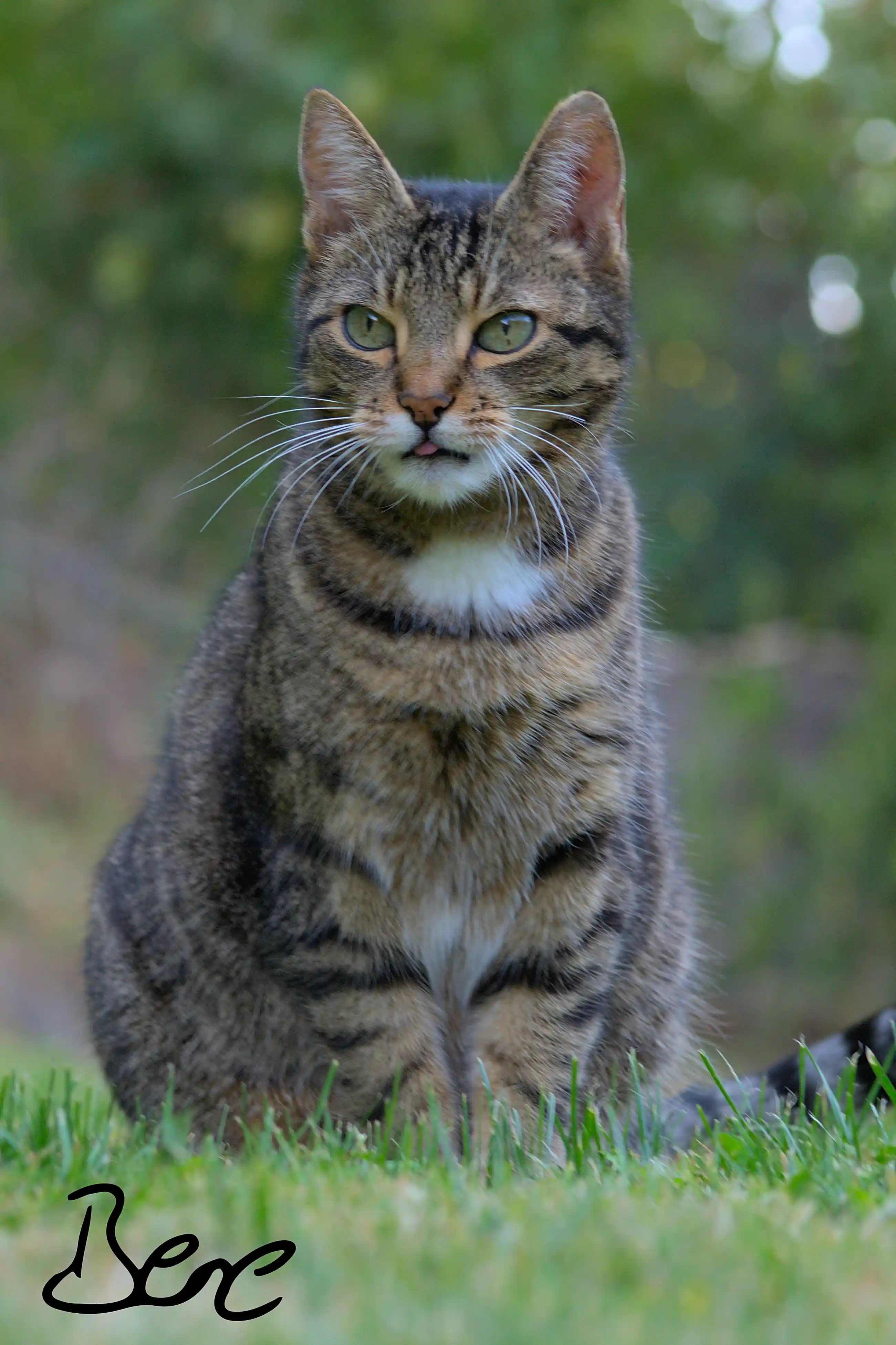 cat sitting in garden