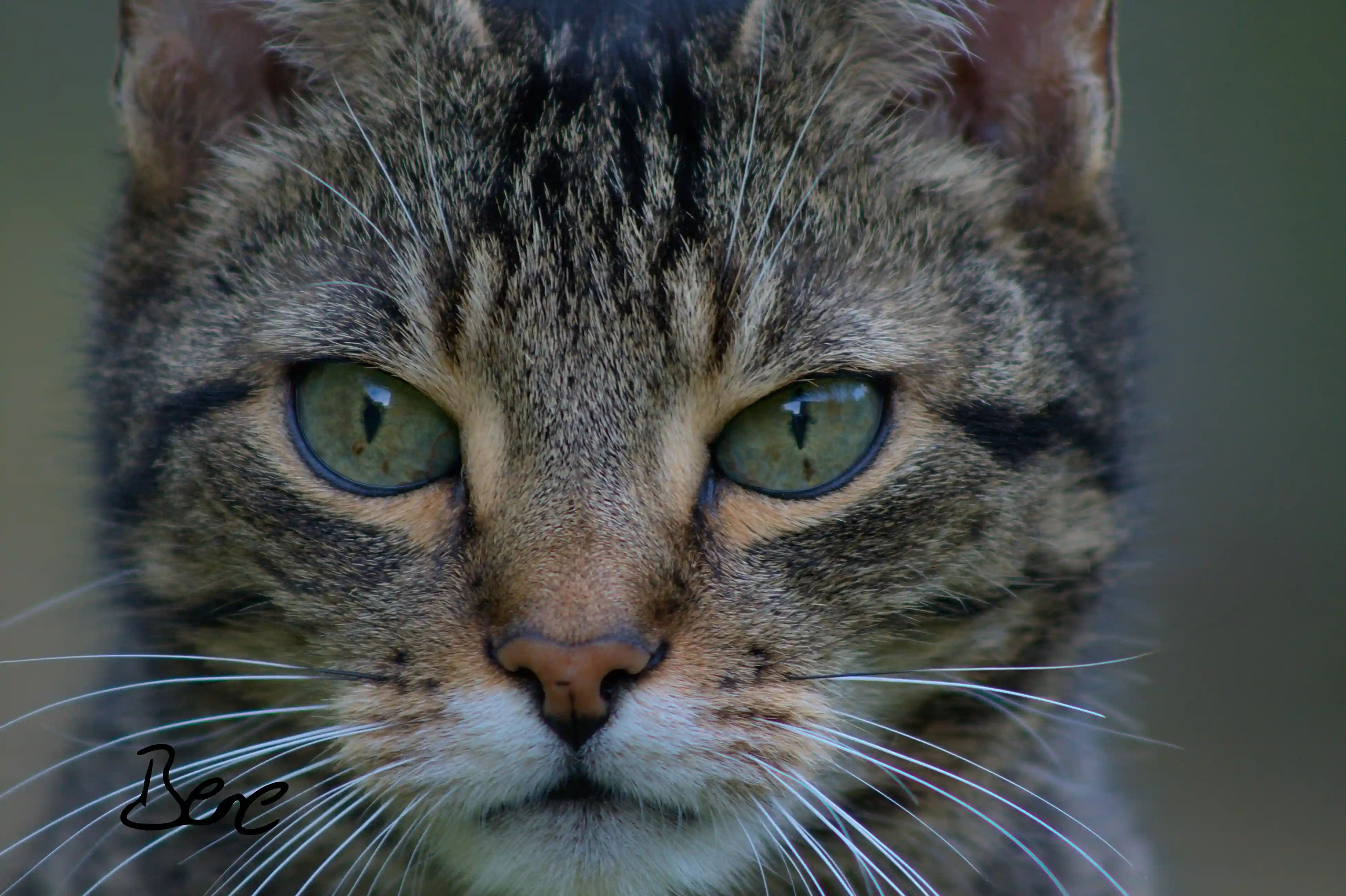 cat looking in the camera