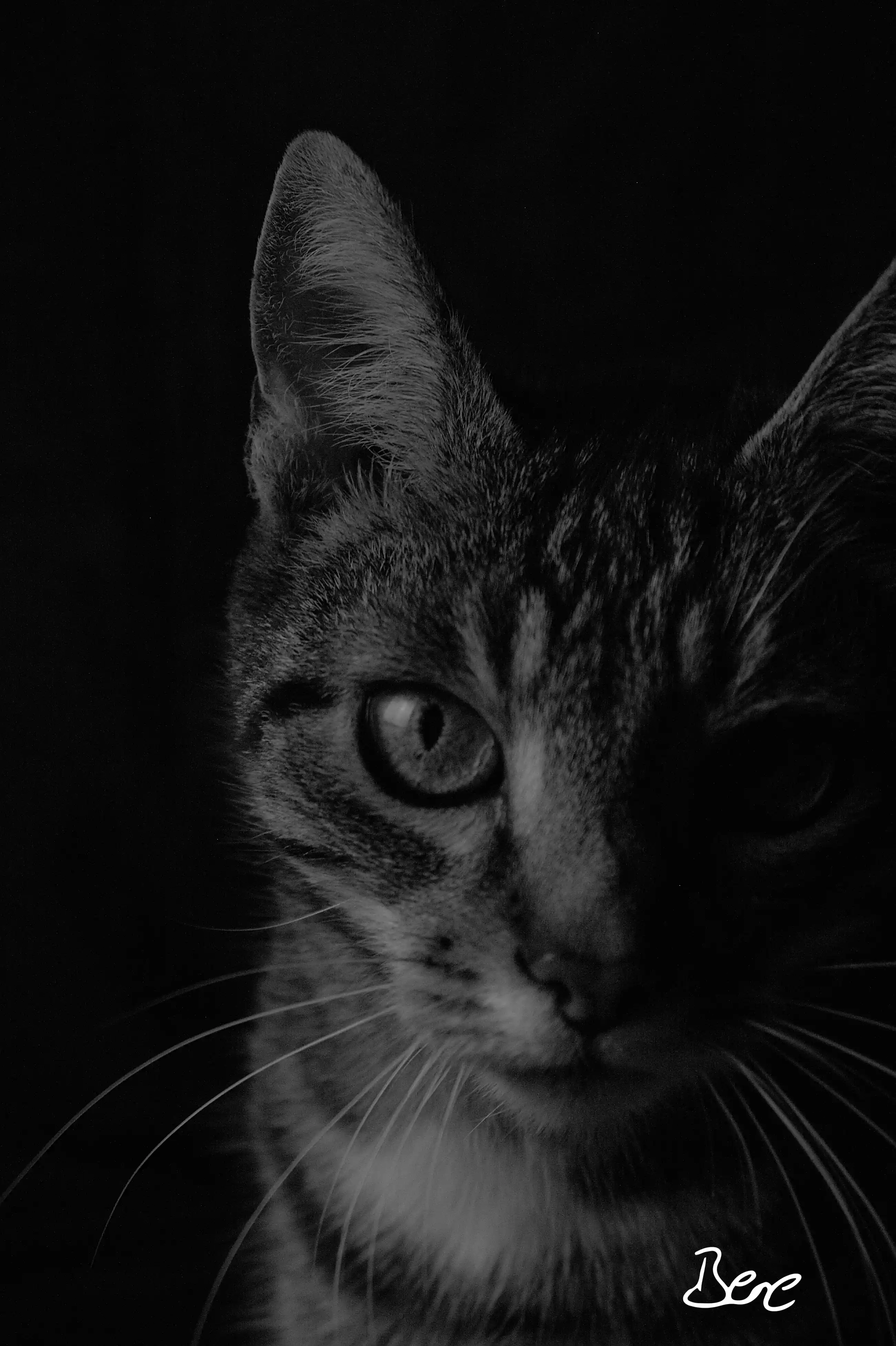 cat looks at the cam