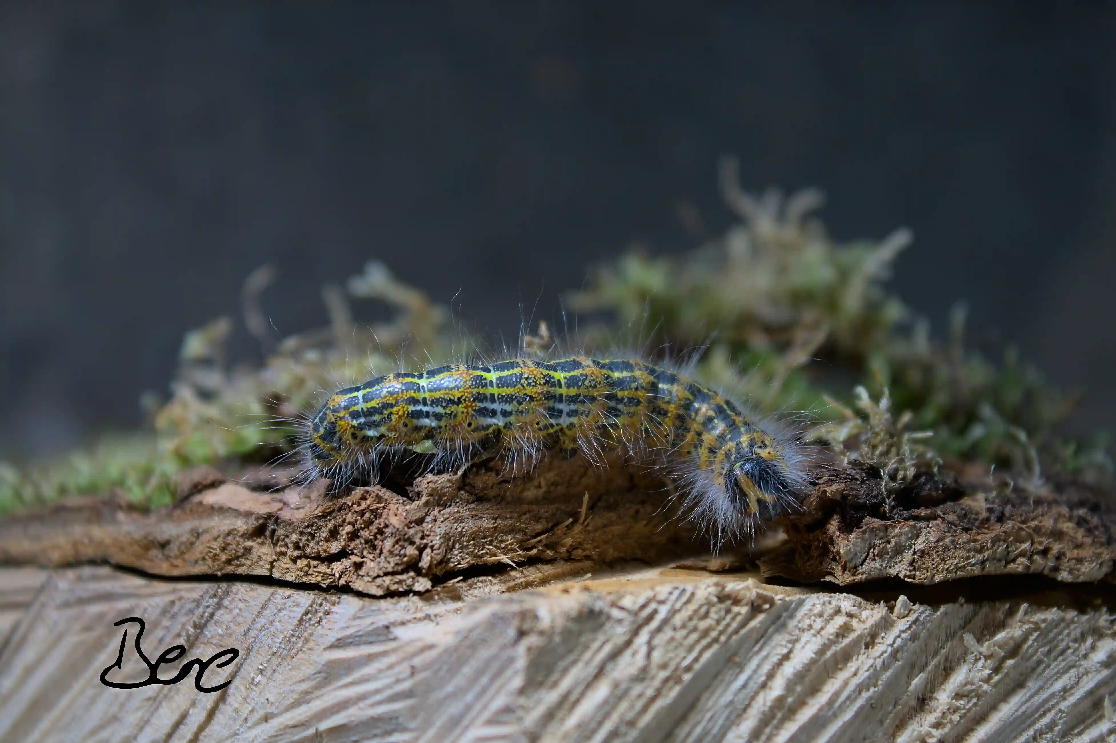 cater pillar on a pice of wood