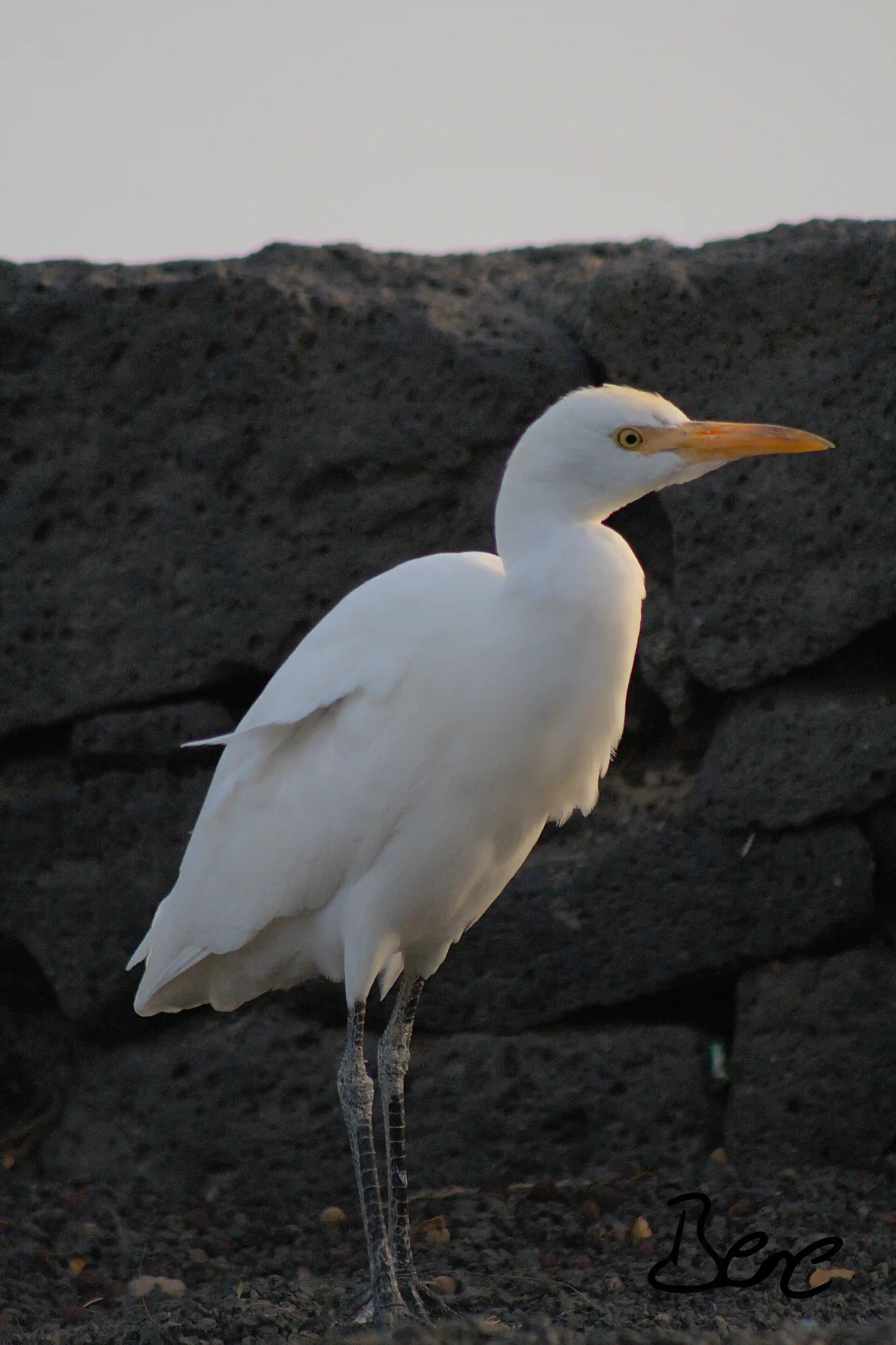 cattel walking around the street