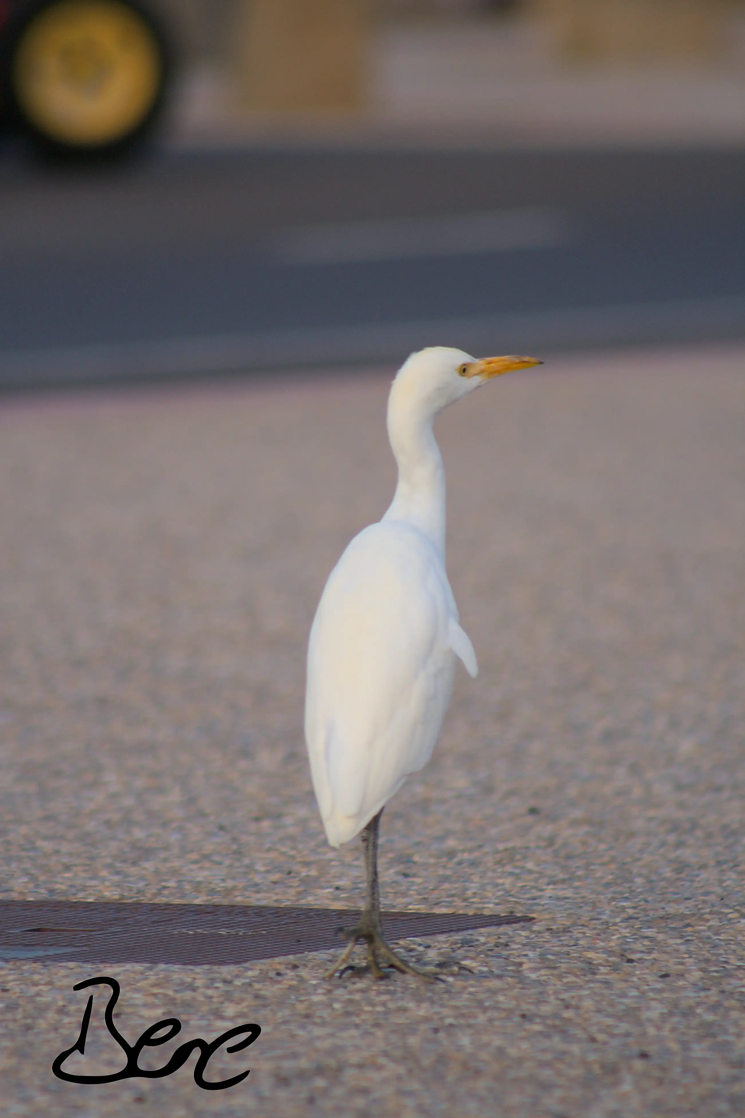 cattel egret in front of a wall