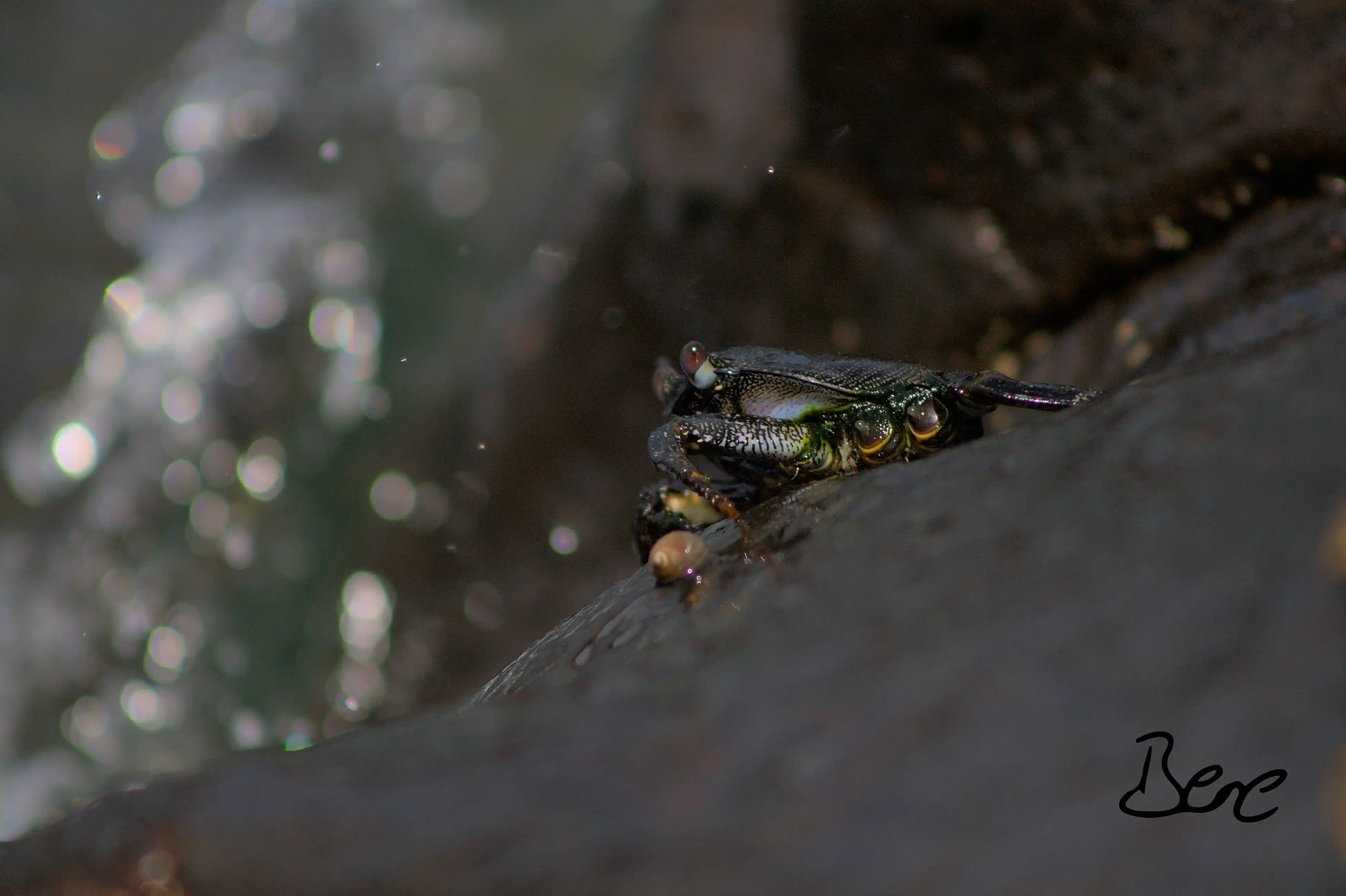 crab sitting on stone