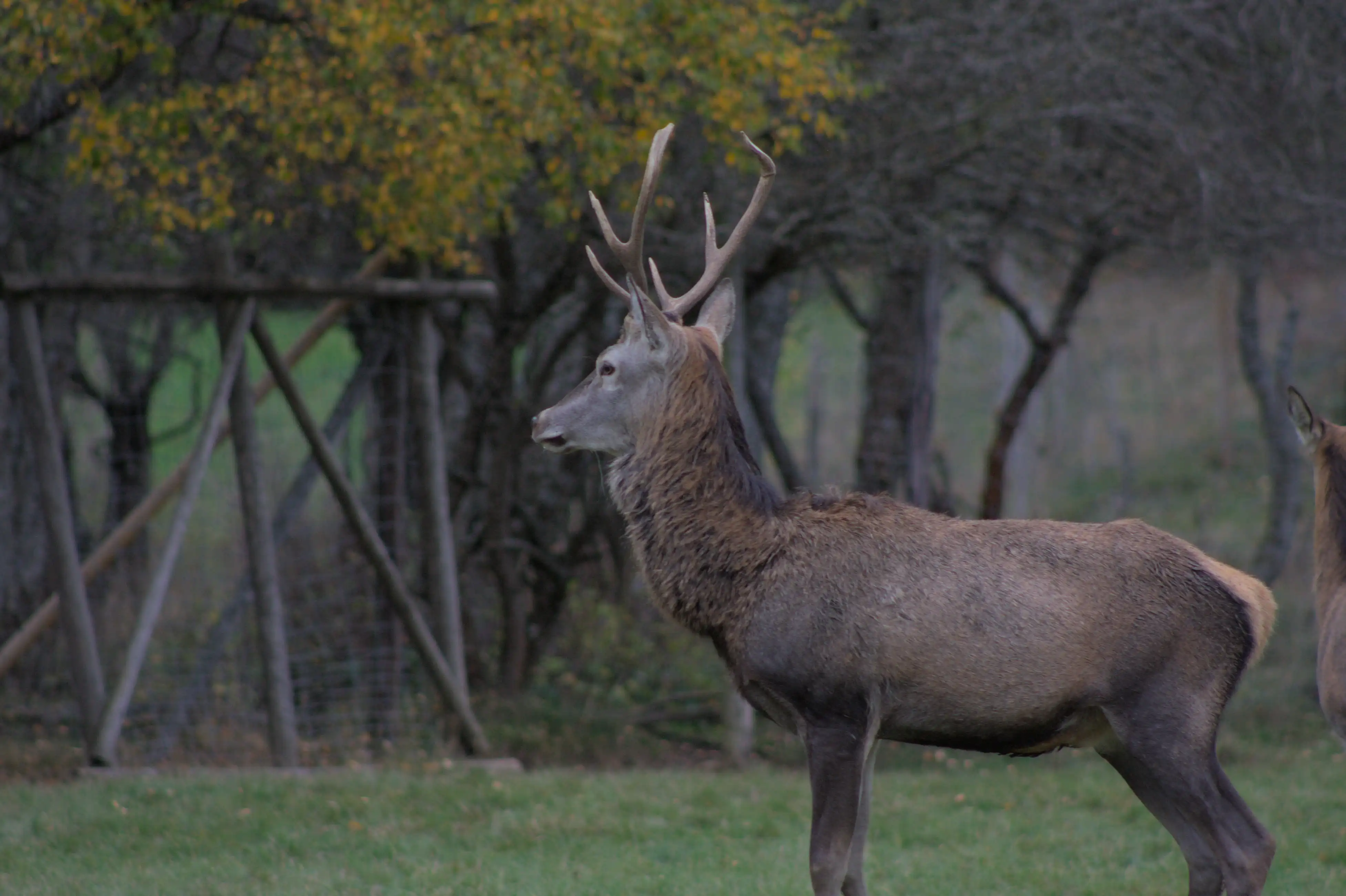 deer looking at the environment