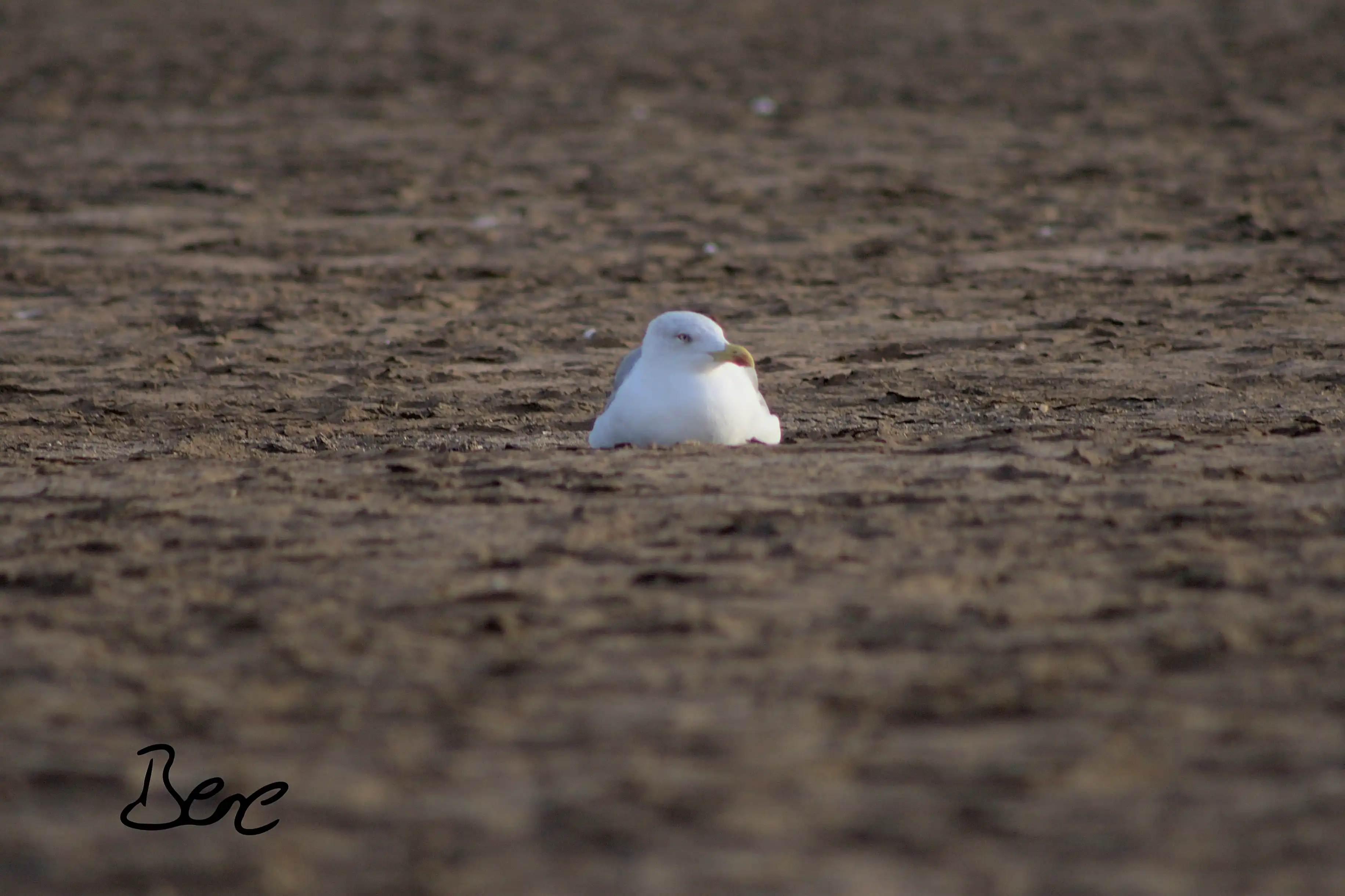 Gull sitting at the beach
