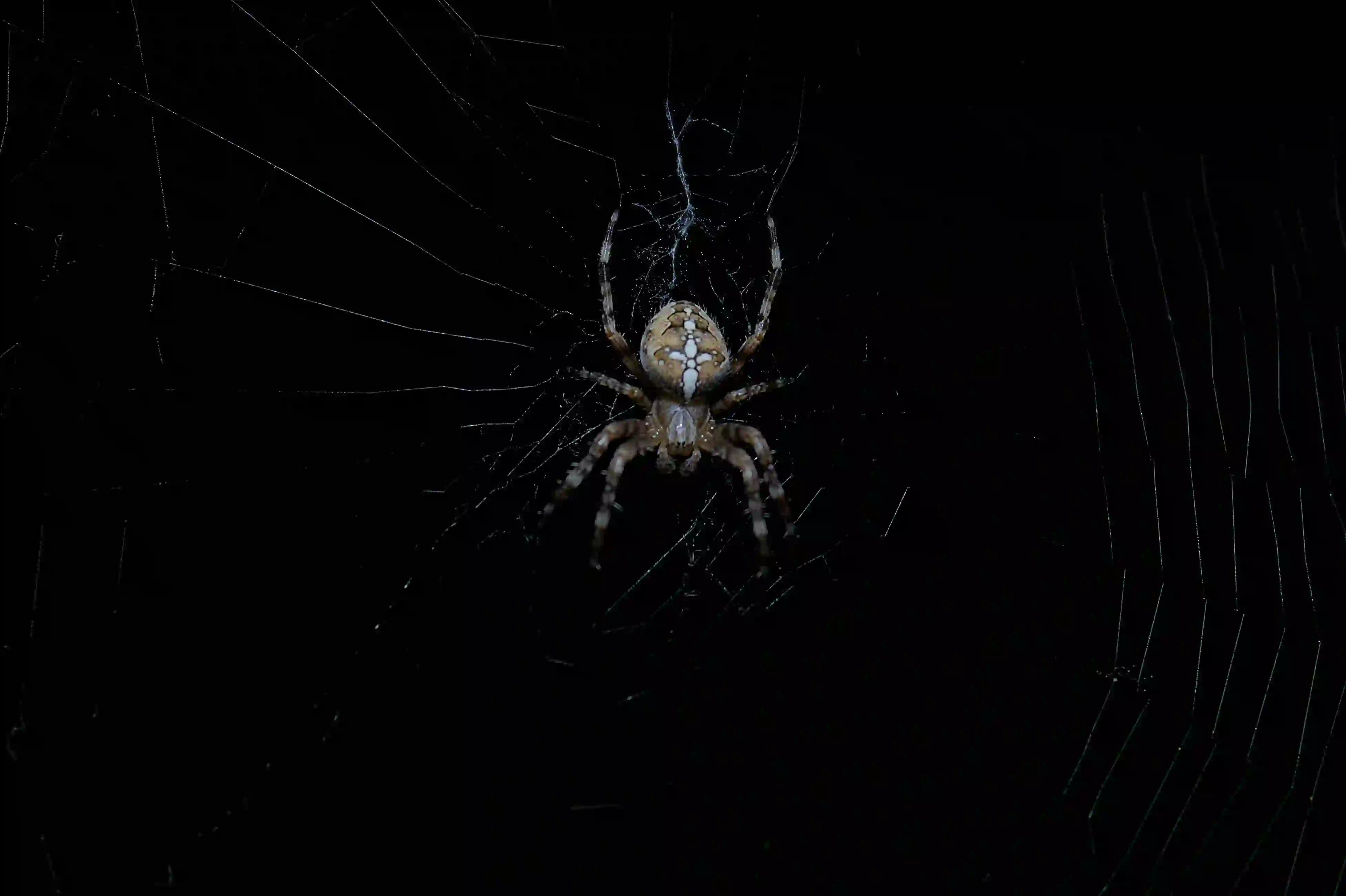 spider in the dark