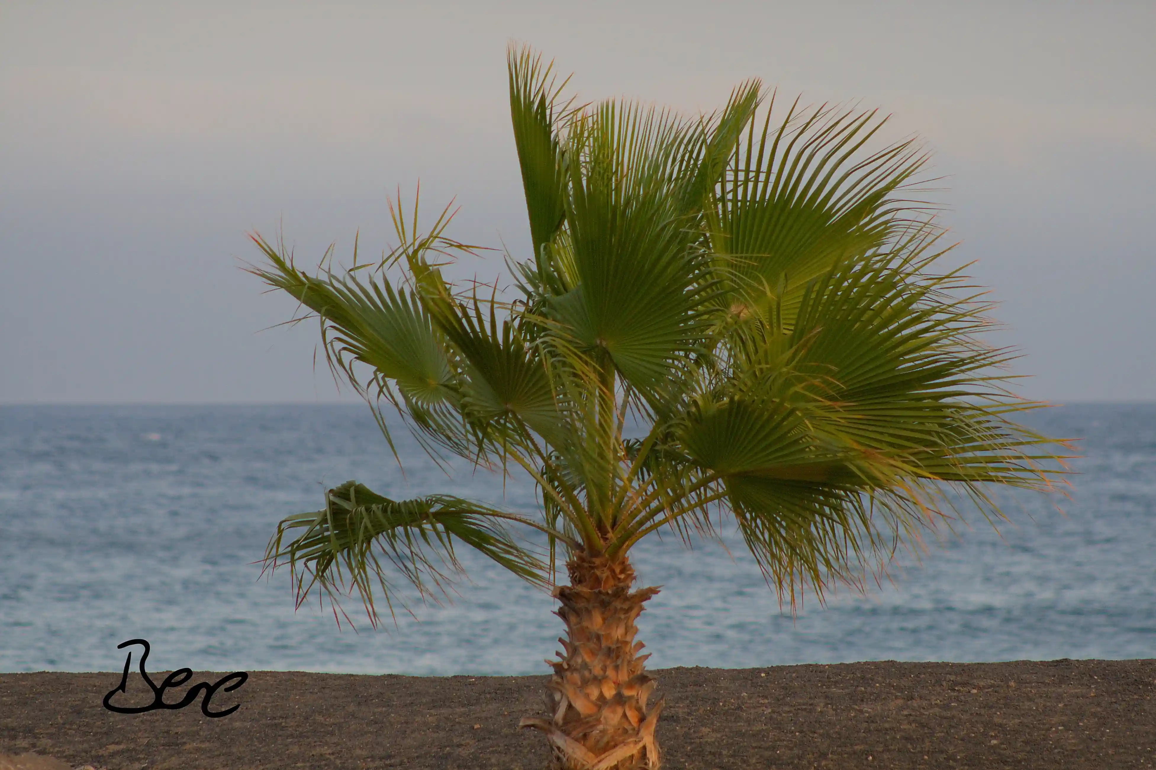 palm tree at the beach